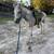 Mare horse 2 thumbnail