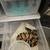Ball Python Hatchlings 2 thumbnail
