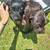 Full blooded labs 4 thumbnail
