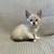 White kittens 2 thumbnail