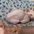 Sphynx couple 3 thumbnail