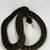 Reticulated python 93.5% Super Dwarf/Dwarf reptile 4 thumbnail
