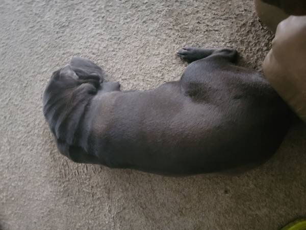 Reubicación de cachorros de Shar Pei chinos (Gallatin)