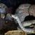Ball Python Rehome 5 thumbnail
