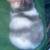 Harlequin rabbit 5 thumbnail