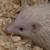 Hedgehog 1 thumbnail