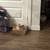 Cats 3 thumbnail