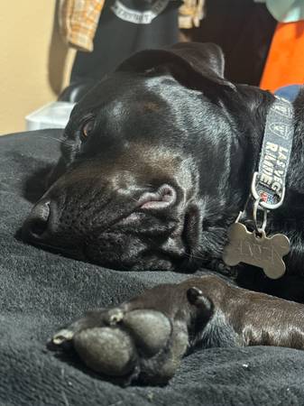 Perro Desaparecido (Yacolt)63821689821825120