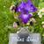 Iris rhizomes 5 thumbnail