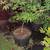 VITEX TREES 1 thumbnail