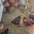 Gallinas de venta 1 thumbnail