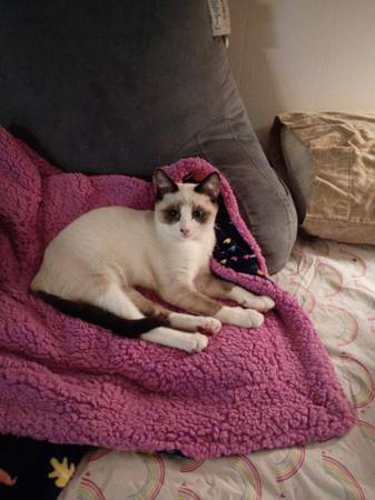 Kittens for adoption 1