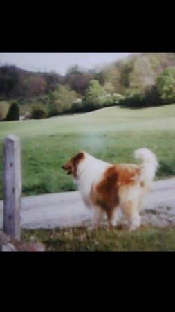 Looking For A Male Sable and White Rough Collie Puppy (Hot Springs)64145663401219124