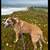 Looking for rental apartment/house  SAN FRANCISCO/SAN JOSE/CAMPBELL. 2 thumbnail