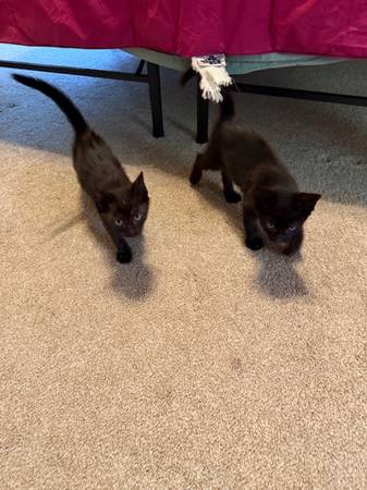 8 Week Kittens - ready for new home (Winterville)63897334680322120