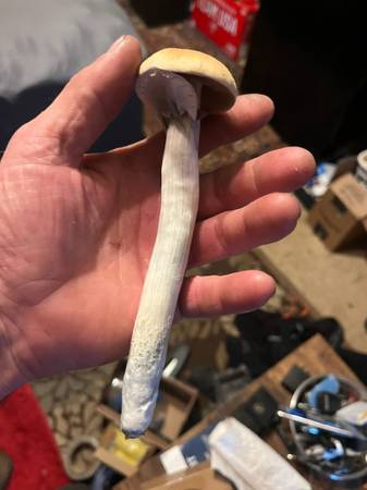 Master Class Growing Magic Mushrooms 1