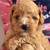 Cockapoo puppies 6 thumbnail