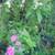 Yellow Oleander, Mango Trees, Cranberry Hibiscus, Papaya Trees 18 thumbnail