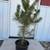 Beautiful Evergreens!! 5 gal 2-4 ft 1 thumbnail