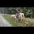 Super nice beginner friendly riding and driving haflinger gelding 4 thumbnail