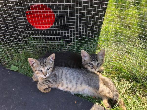 Young Tabby Kittens 1