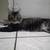 Cat missing 1 thumbnail