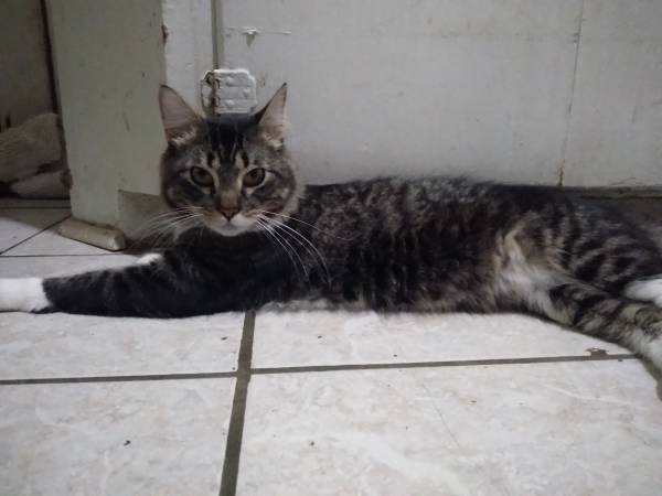 Cat missing 1
