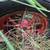 F-12 Farmall 3 thumbnail