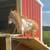 Purebred Nigerian Bucks 2 thumbnail