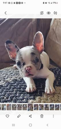 Merle french bulldog (La puente)63656427676545122