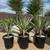 Rare Variegated Yuccas 2 thumbnail