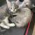 Turkish angora Kittens 5 thumbnail