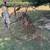 Antique dump rake 2 thumbnail