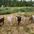 Goat wethers 2 thumbnail