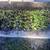 Spider plants 1 thumbnail