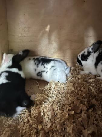 Dwarf rabbits for rehoming (Hialeah)63736084878339121