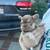 French bulldog 3 thumbnail