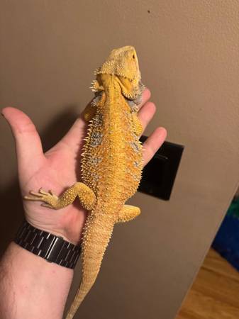 Baby Beardies (Red, Citrus, Hypo) (NE Philly)63797764603649124