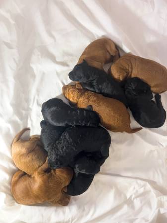 Double Doodle Puppies (Paradise)63972435345795120