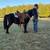Gentle Miniature Pony 1 thumbnail