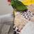 parrots 2 thumbnail