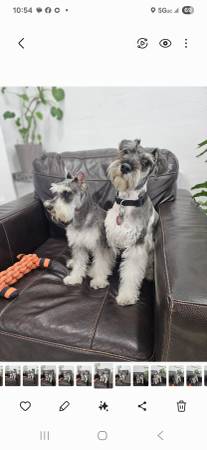 Mini schnauzer (Las vegas)63907417039490121