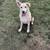 Husky Rotweiller mix 2 thumbnail