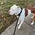 american rednose 3 thumbnail