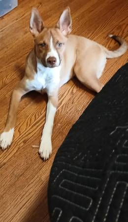 A GOOD HOME NEEDED 1