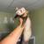 ferrets 2 thumbnail