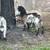 Nigerian Dwarf Kids 6 thumbnail