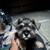 Miniature schnauzer 2 thumbnail