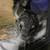 Chinchillas!! 4 thumbnail