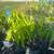 Grafted Mango Trees Sunrise 2 thumbnail